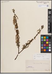 Foto von Salix eleagnos Scop.